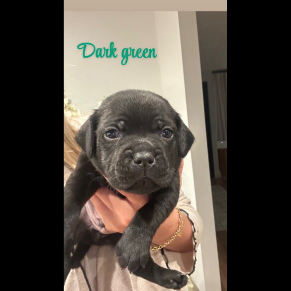 Staffordshire Bull Terrier