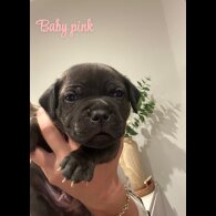 Staffordshire Bull Terrier