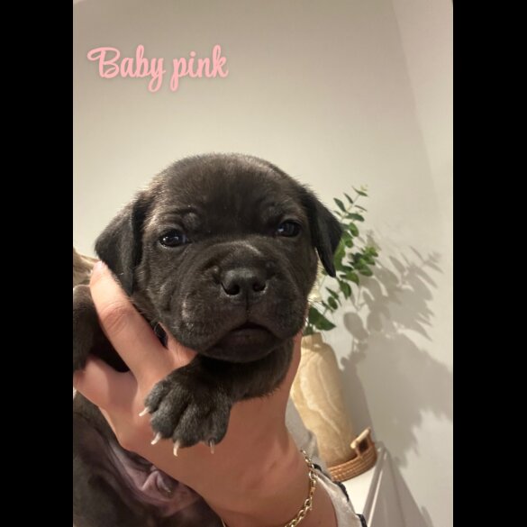 Staffordshire Bull Terrier