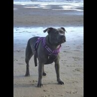 Staffordshire Bull Terrier
