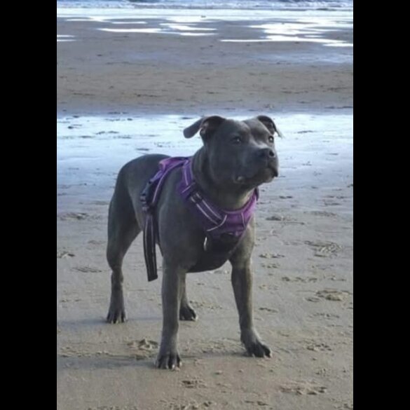 Staffordshire Bull Terrier