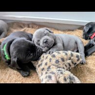 Staffordshire Bull Terrier