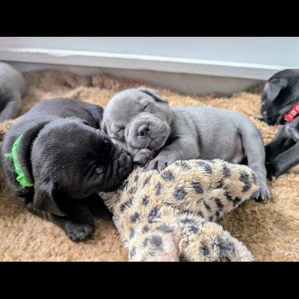 Staffordshire Bull Terrier