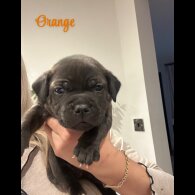 Staffordshire Bull Terrier