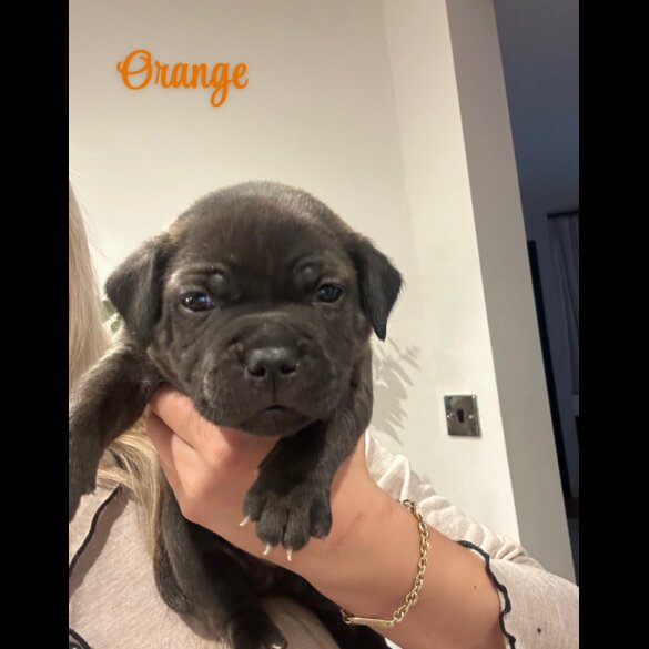 Staffordshire Bull Terrier