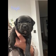 Staffordshire Bull Terrier