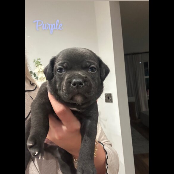 Staffordshire Bull Terrier