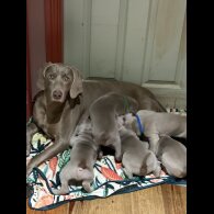 Weimaraner