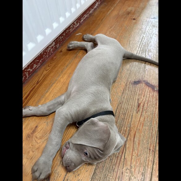 Weimaraner