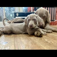 Weimaraner