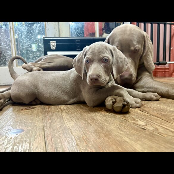 Weimaraner
