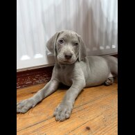 Weimaraner