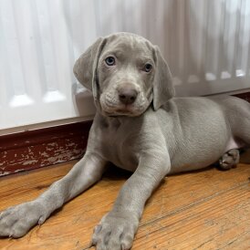 Weimaraner