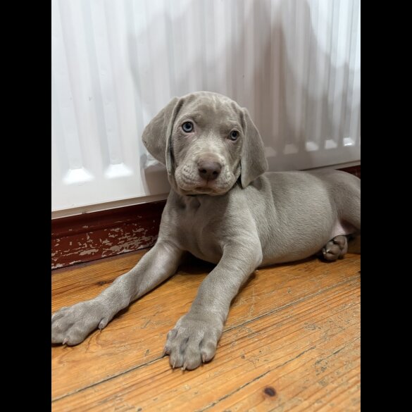 Weimaraner