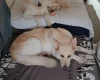 White Swiss Shepherd Dog