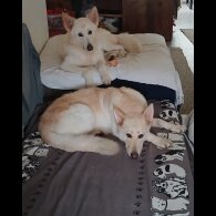 White Swiss Shepherd Dog