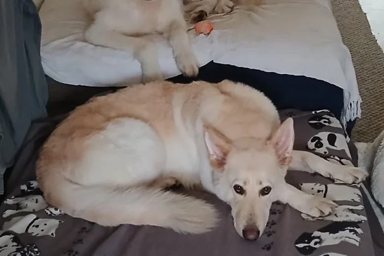 White Swiss Shepherd Dog