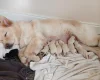 White Swiss Shepherd Dog