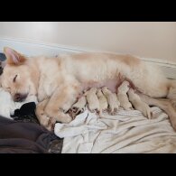 White Swiss Shepherd Dog