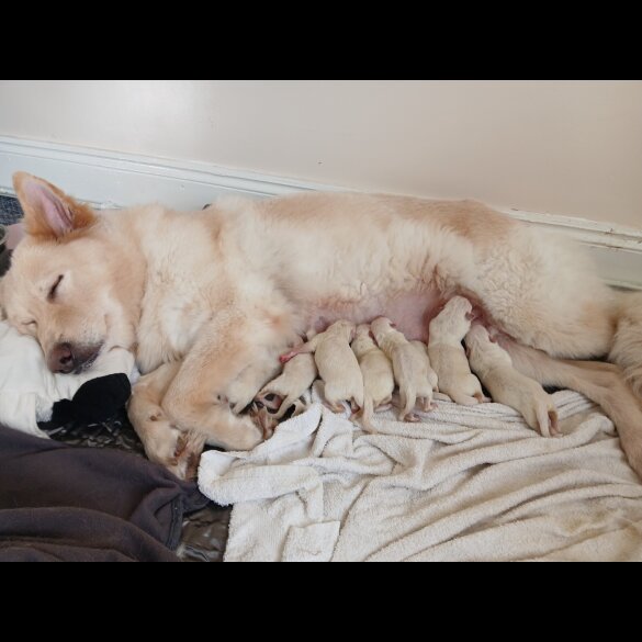 White Swiss Shepherd Dog