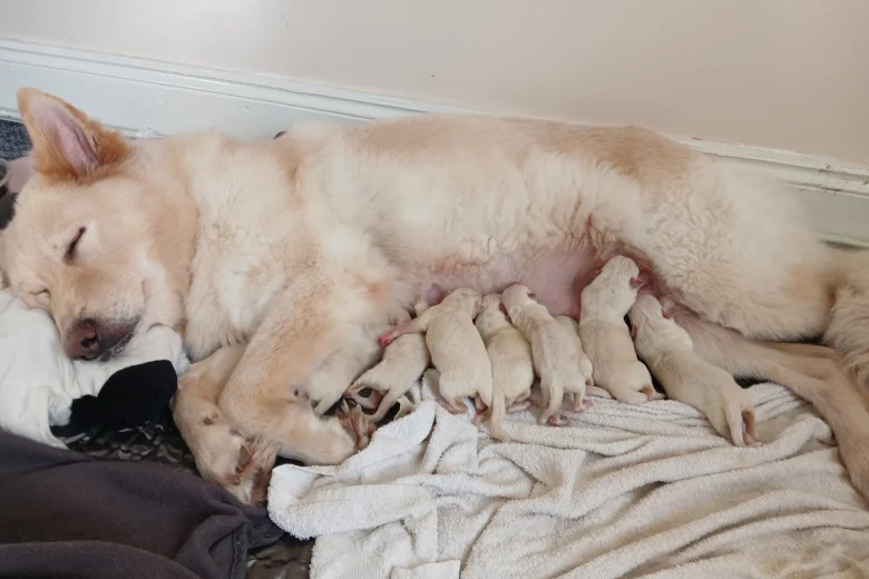 White Swiss Shepherd Dog