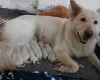 White Swiss Shepherd Dog