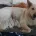 White Swiss Shepherd Dog