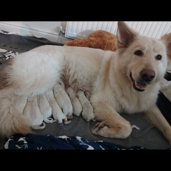 White Swiss Shepherd Dog