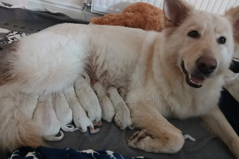 White Swiss Shepherd Dog