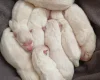 White Swiss Shepherd Dog