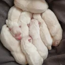 White Swiss Shepherd Dog