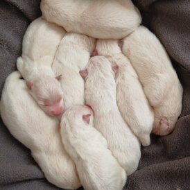 White Swiss Shepherd Dog