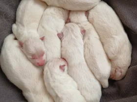 White Swiss Shepherd Dog