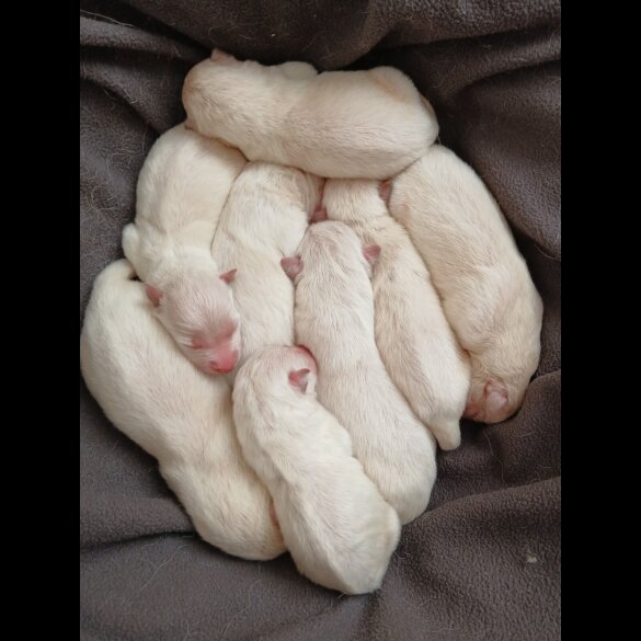 White Swiss Shepherd Dog