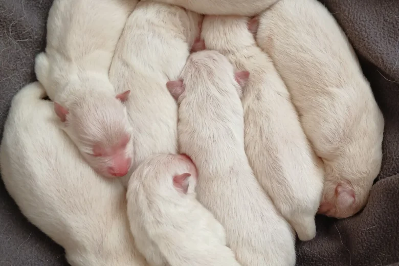 White Swiss Shepherd Dog