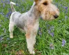 Wire Fox Terrier