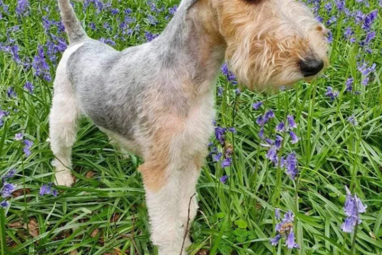 Wire Fox Terrier