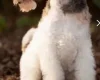 Wire Fox Terrier