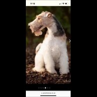 Wire Fox Terrier