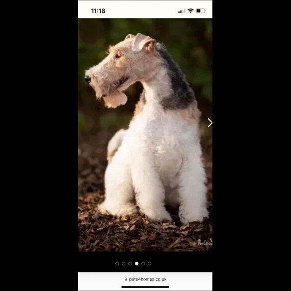Wire Fox Terrier