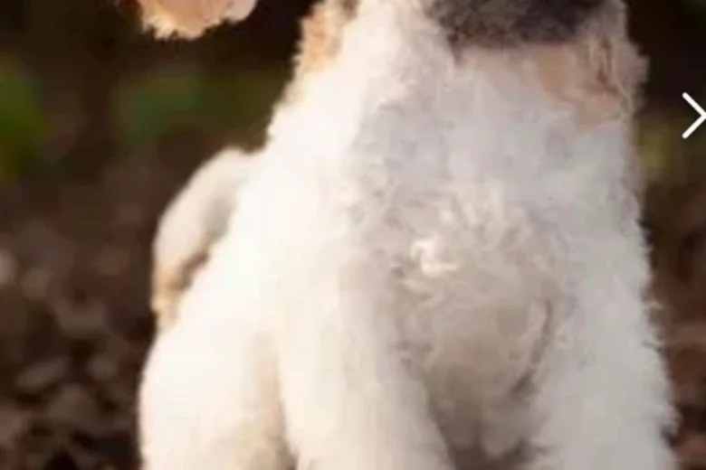 Wire Fox Terrier