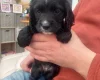 Cocker Spaniel (Working)