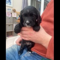 Cocker Spaniel (Working)