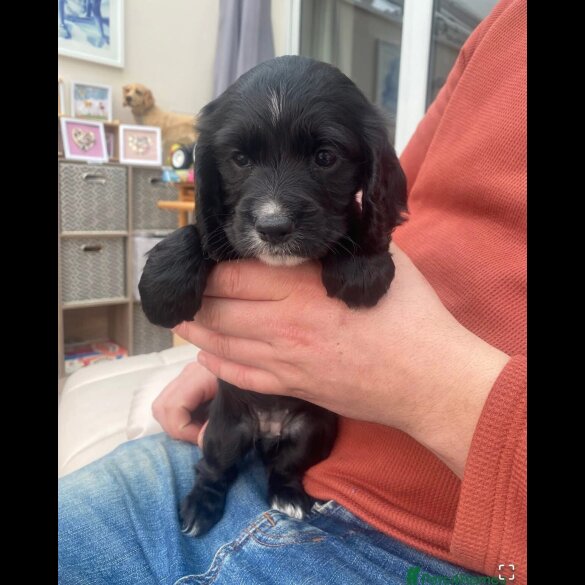 Cocker Spaniel (Working)