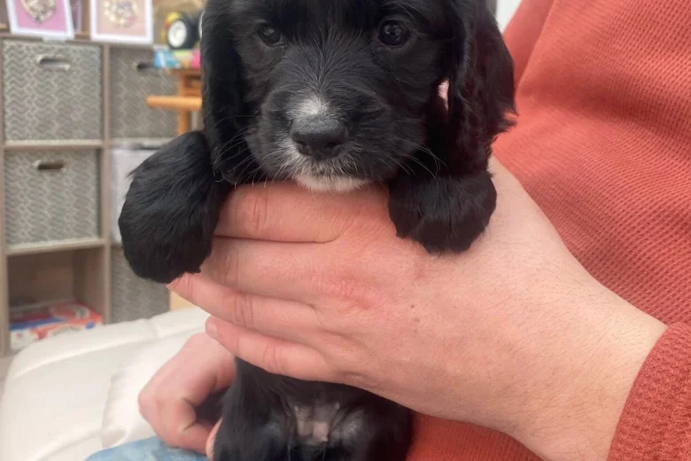 Cocker Spaniel (Working)