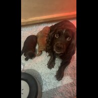 Cocker Spaniel (Working)