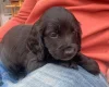 Cocker Spaniel (Working)