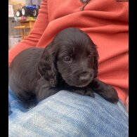 Cocker Spaniel (Working)