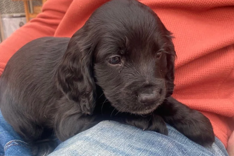 Cocker Spaniel (Working)