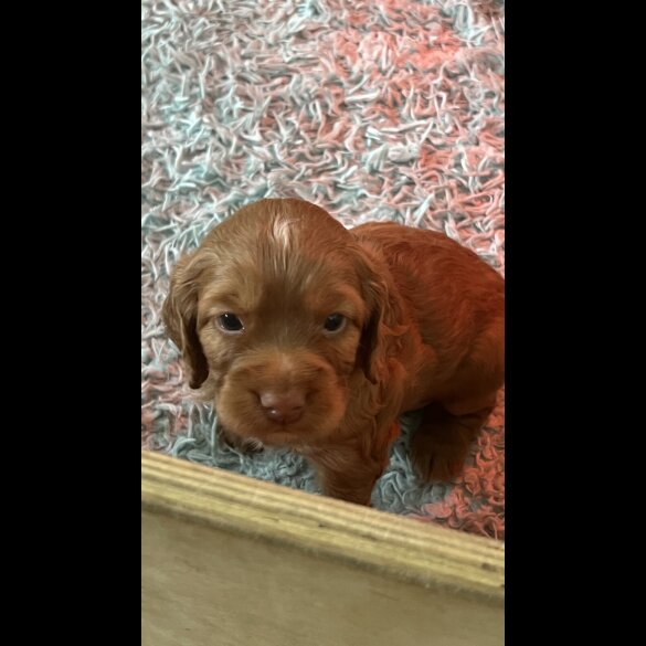 Cocker Spaniel (Working)